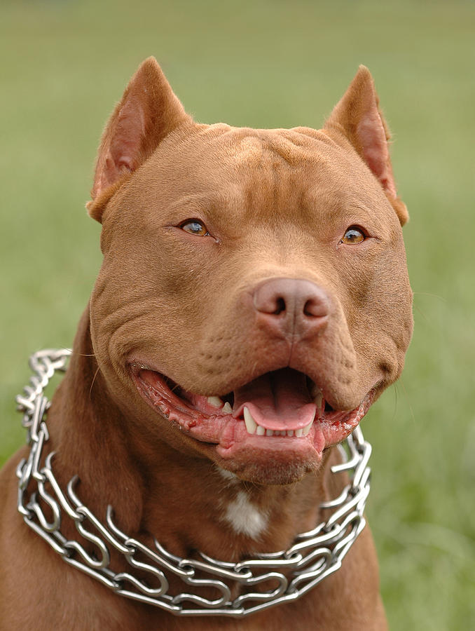 Pitbull Red Nose Dog Portrait Photograph
