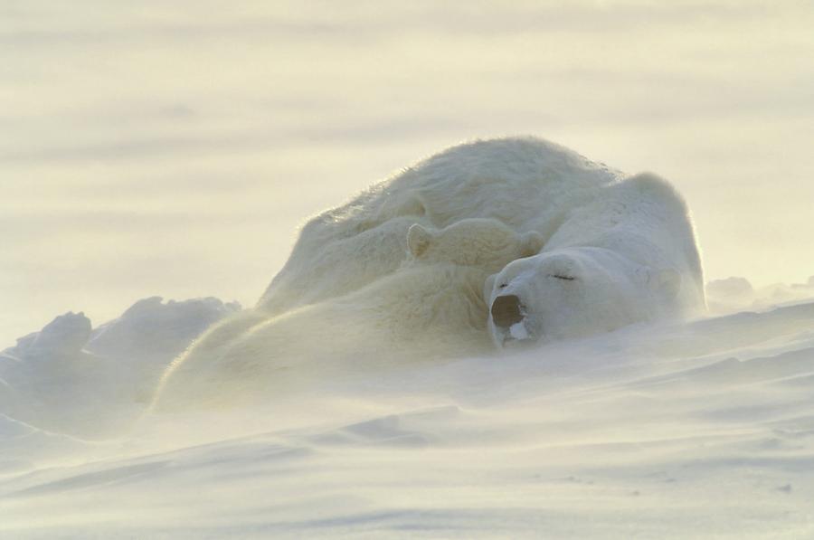 Bears Sleeping