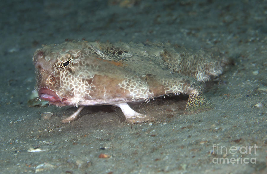 Polka Dot Batfish Standing Photograph By Michael Wood Fine Art America