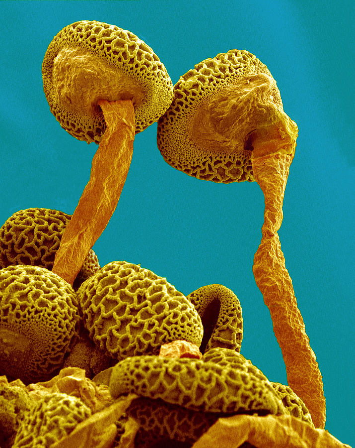 Pollen Tubes Of Lily Pollen, Sem Photograph by Susumu Nishinaga