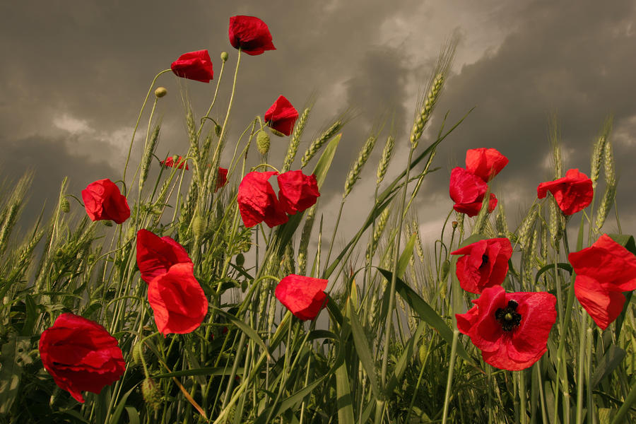 http://images.fineartamerica.com/images-medium-large/poppy-field-before-the-storm-floriana-barbu.jpg