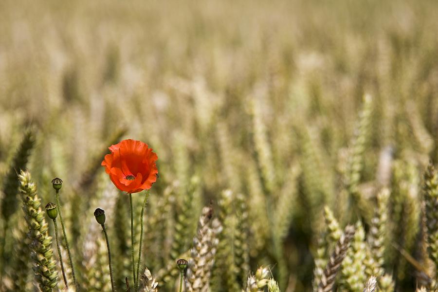 http://images.fineartamerica.com/images-medium-large/poppy-flower-in-field-of-wheat-john-short.jpg