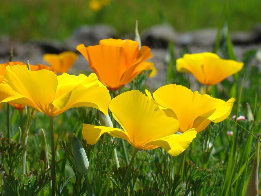 Poppy Flower Meadow 14 Poppies Orange Flowers Giclee Art Prints Baslee