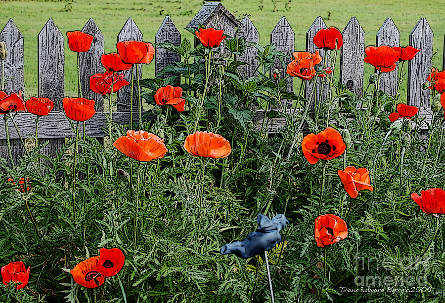 poppy garden