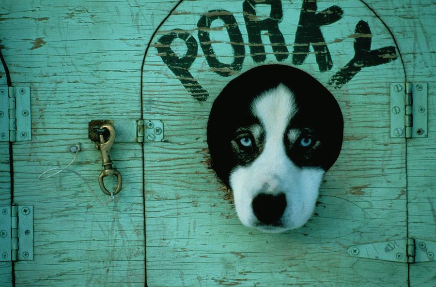 Porky Dog