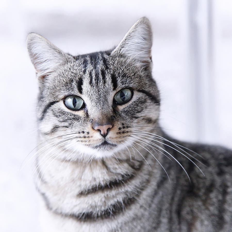 grey and white cat tabby