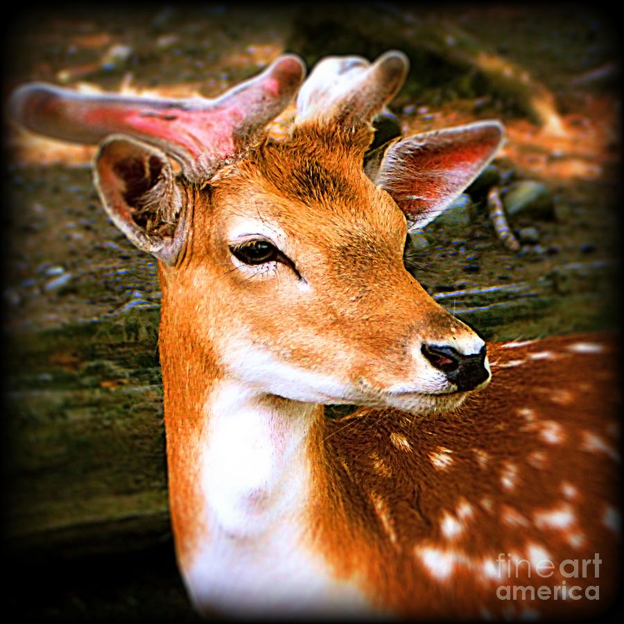 Portrait Male Fallow Fawn