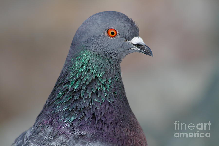 Portrait Of A Pigeon 7d12327 Photograph By Wingsdomain Art And