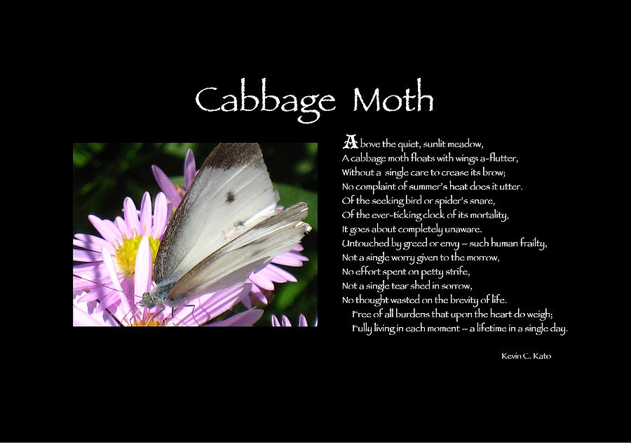Poster Poem Cabbage Moth Photograph by Poetic Expressions