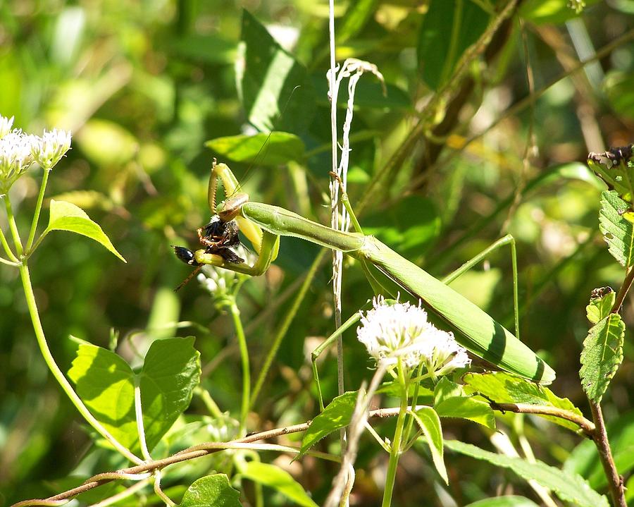  - praying-mantis-1-alyssa-owens