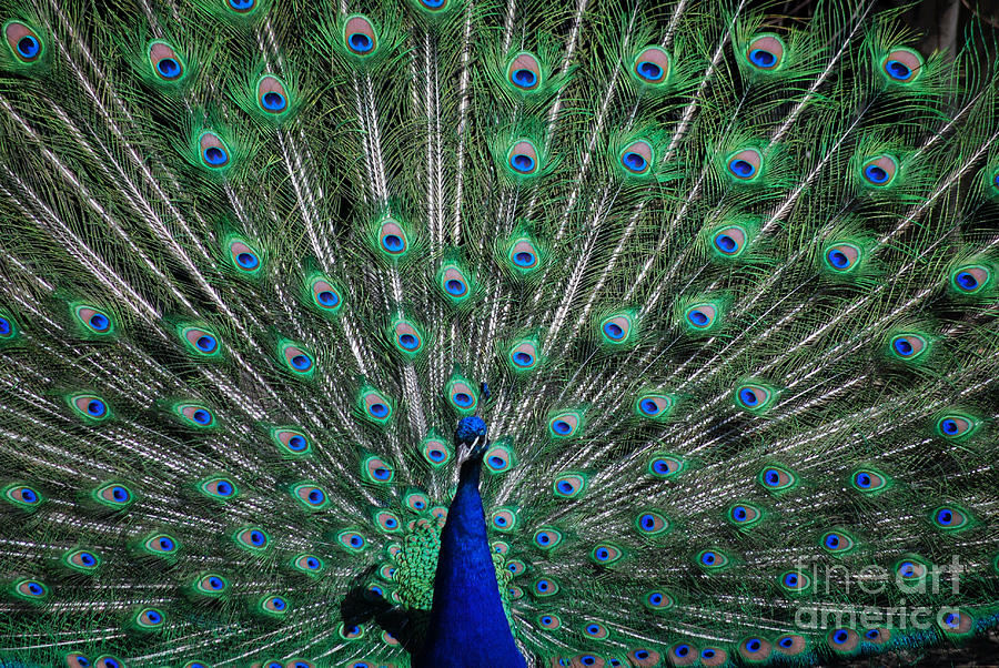 Pretty As A Peacock pretty as a peacock photograph by grace grogan Pretty As A Peacock pretty as a peacock photograph by grace grogan