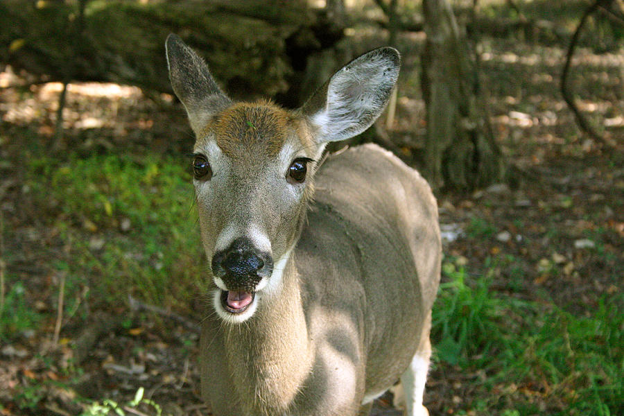 Pretty Deer by Jennifer Firak