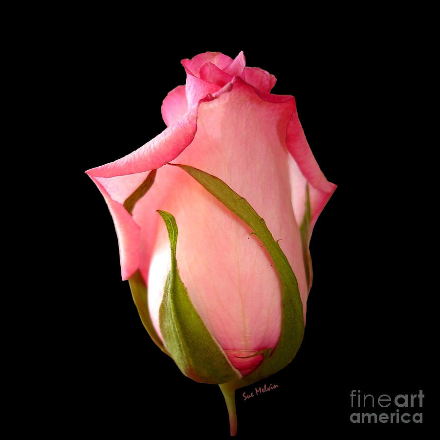 Pink Rosebud