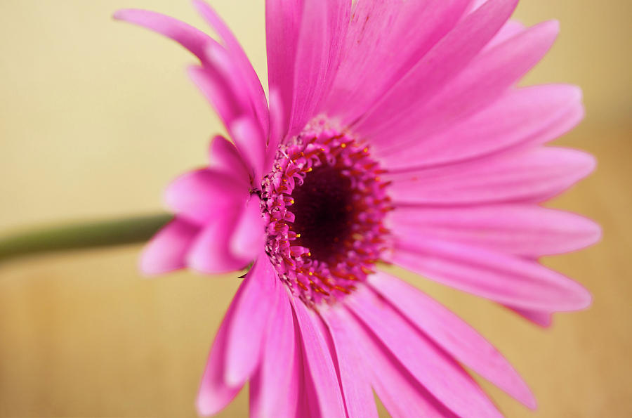 Pretty Pink Gerbera Flower is a photograph by Michaela Gunter which 