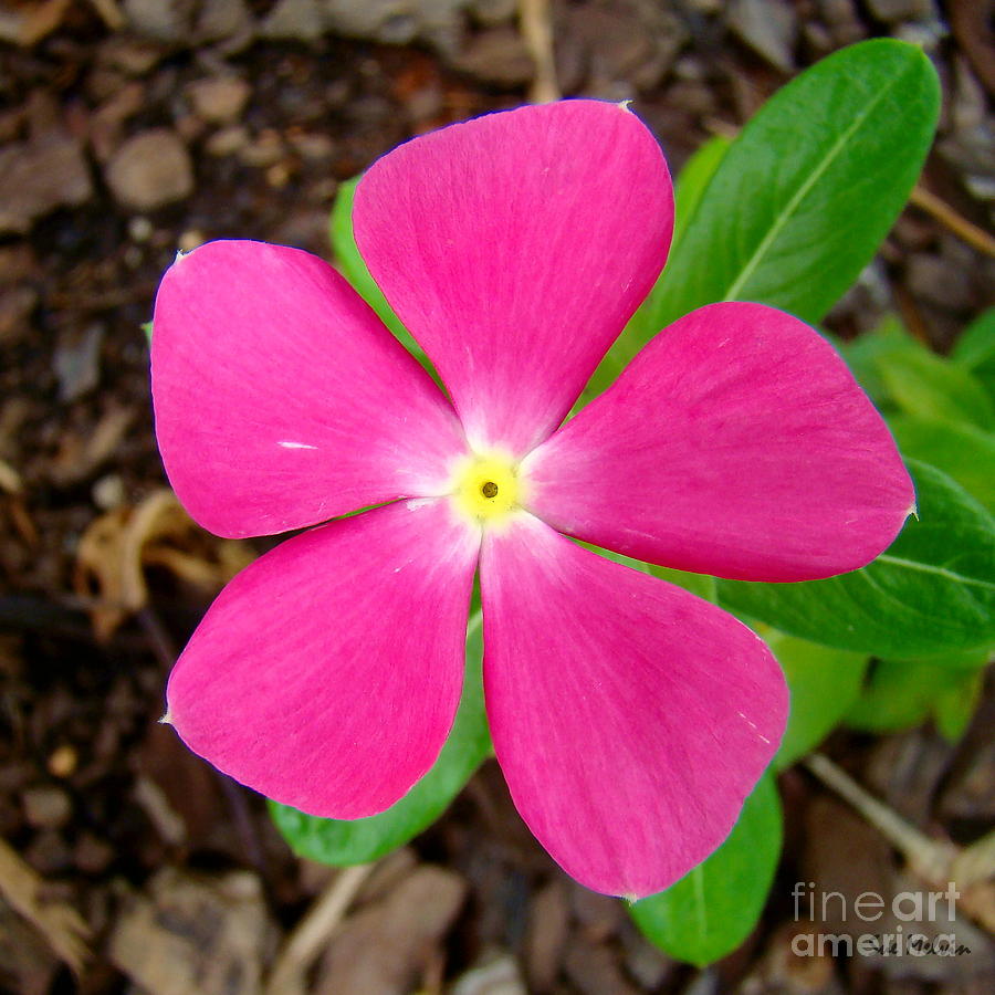 pink periwinkle