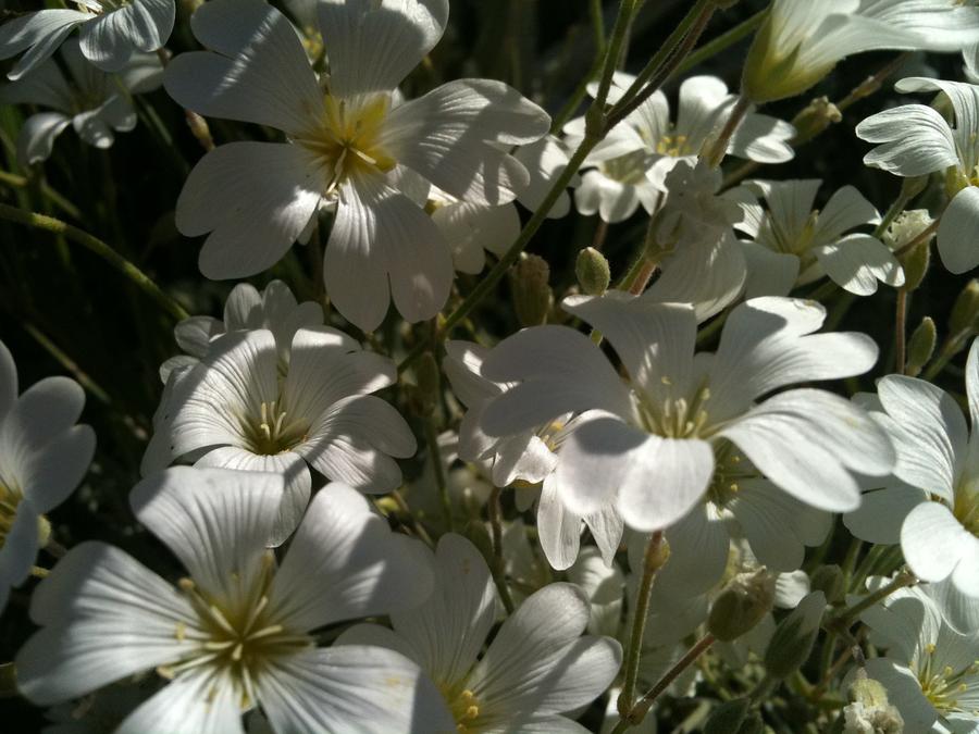  - pretty-white-flowers-3-joanne-reay