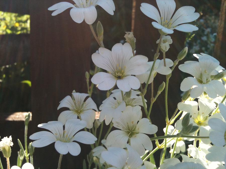  - pretty-white-flowers-4-joanne-reay