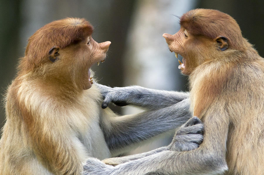 Proboscis Monkey Males Play Fighting by Suzi Eszterhas