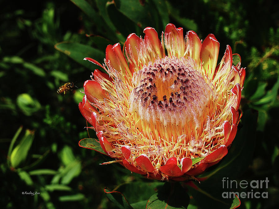 protea flower photos