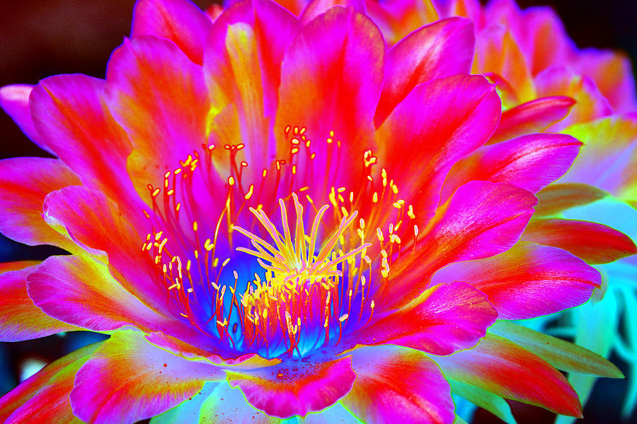 Psychedelic Pink Flower By Richard Henne