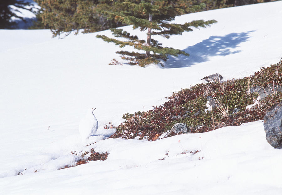 Ptarmigan Photograph By Alan Sirulnikoff Fine Art America