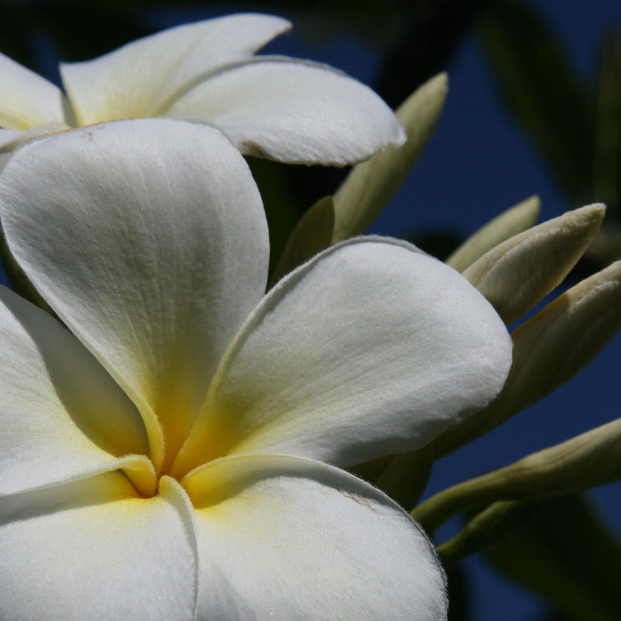 pua-lena-pua-lei-aloha-tropical-plumeria-maui-hawaii-by-sharon-mau