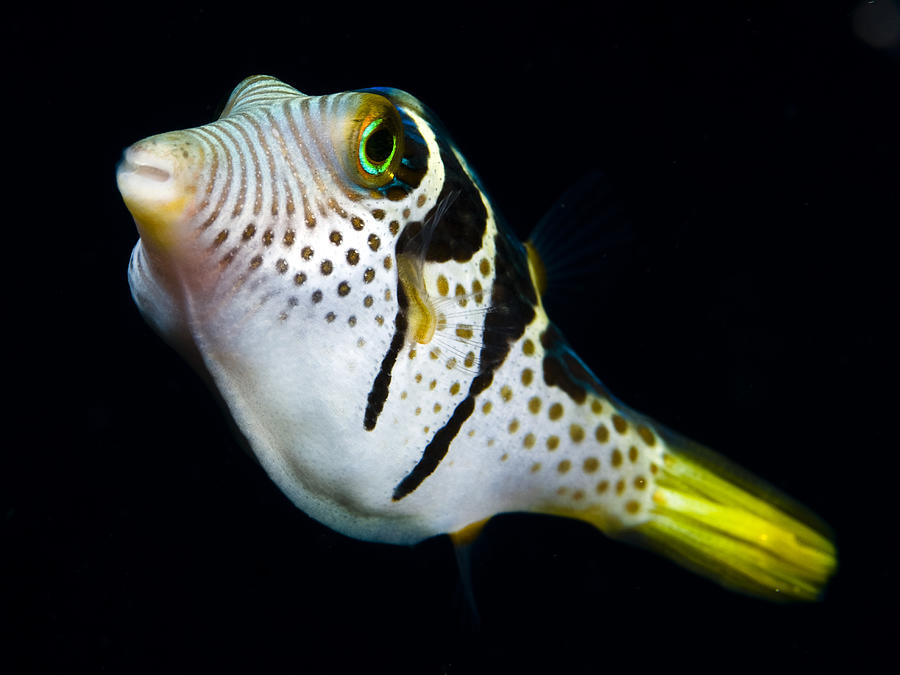  - puffer-fish-photo-acqua-e-luce-di-mauro-mainardi