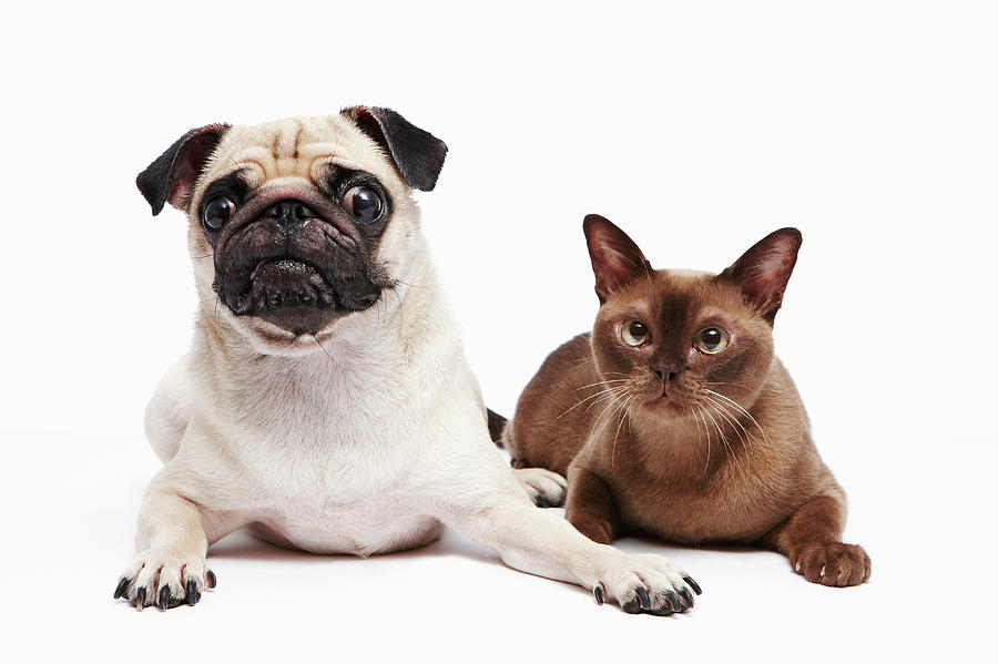 Cat And Pug