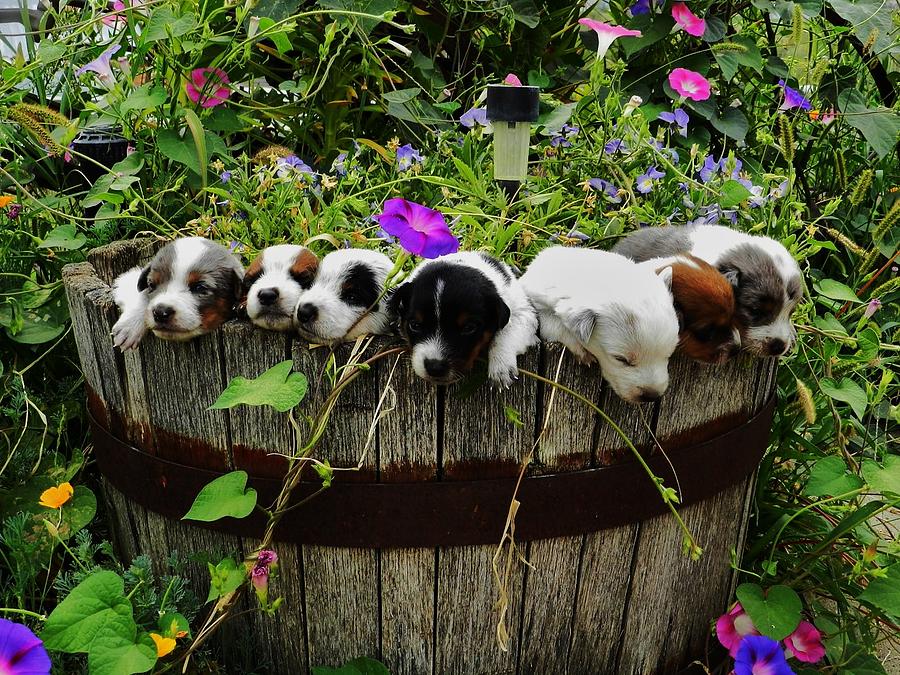 Barrel Of Puppies