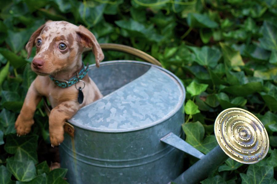 Puppy In A Watering Can Photograph