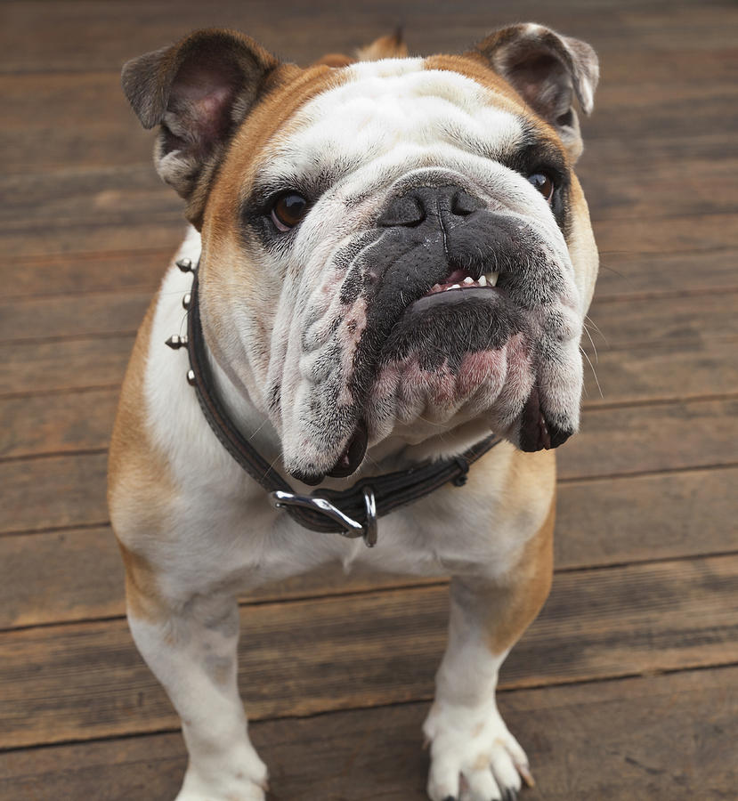 purebred-english-bulldog-pacifica-by-stuart-westmorland