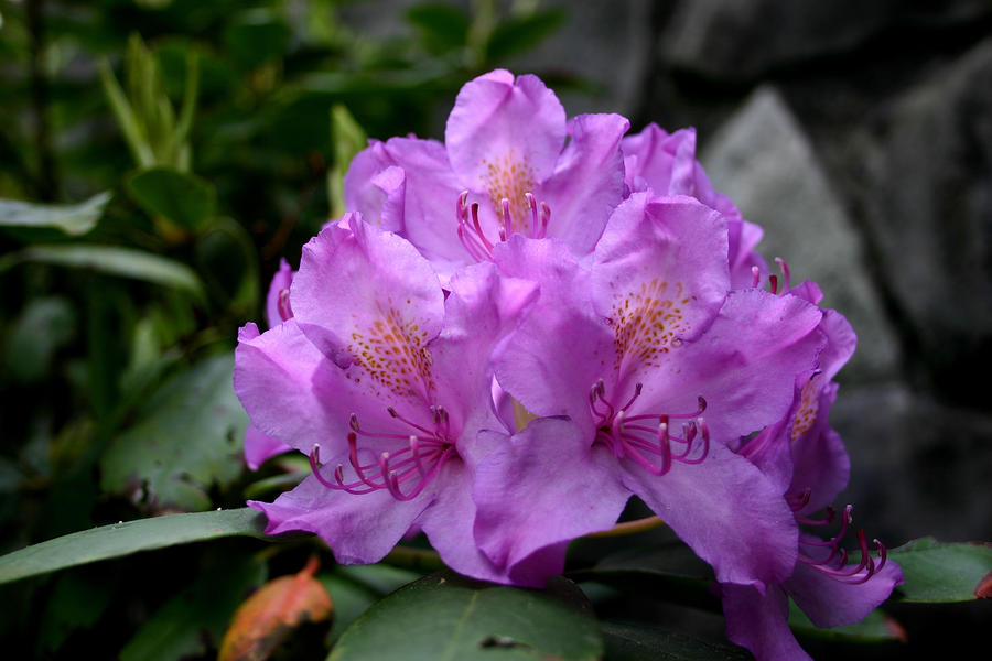 azalea purple