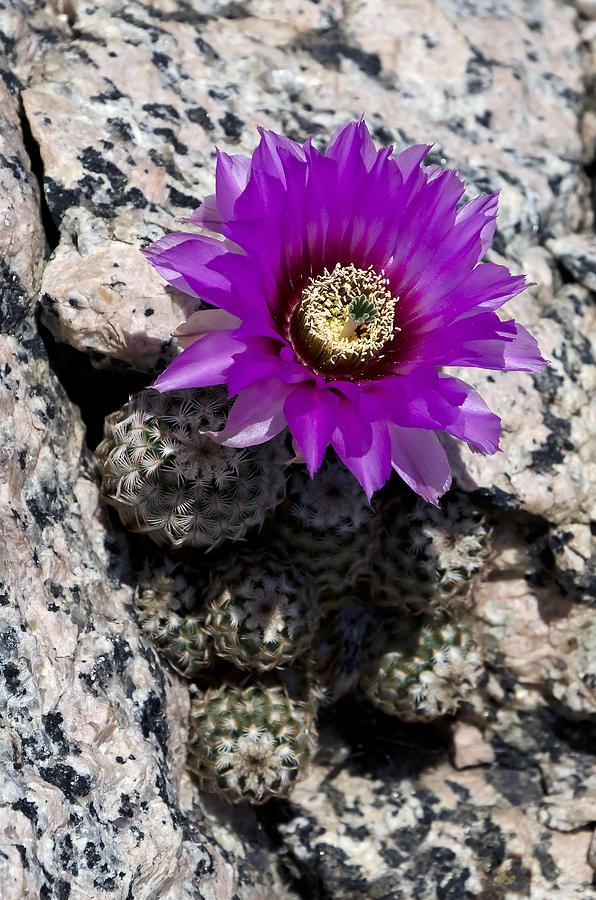 Purple Cactus Flower