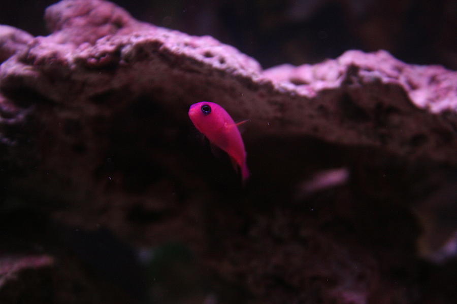 Purple Dottyback