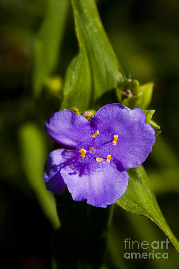  - purple-flower-natasha-hinds