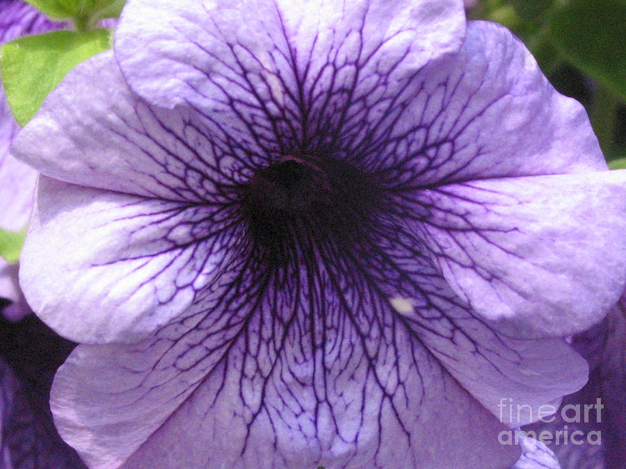 portia flower