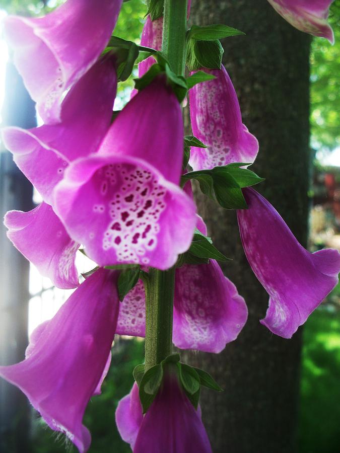 purple foxglove