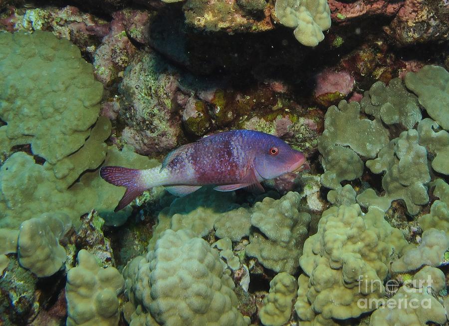 Purple Goatfish - Hawaii Photograph by William Miller