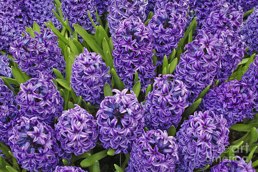 Purple Hyacinth Flowers Photograph