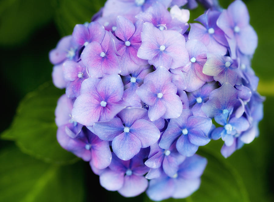 purple hydrangea www imgkid com the image kid has it purple hydrangea www imgkid com the image kid has it