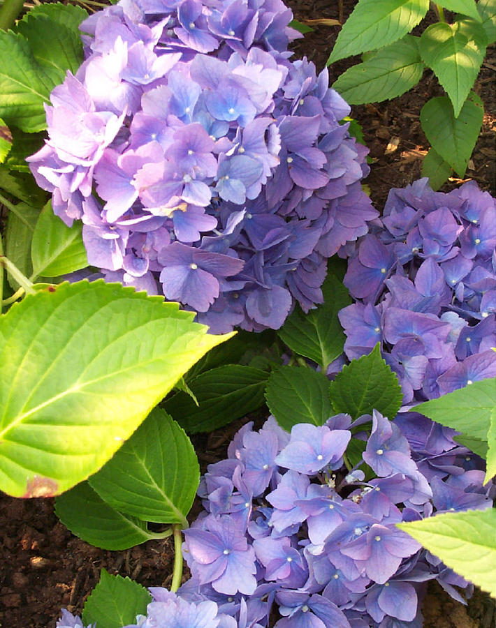  - purple-hydrangeas-linda-anne-gibson