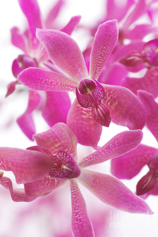 Purple Orchid Branch