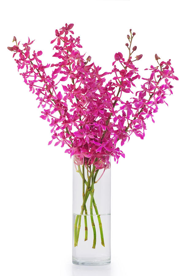 orchid in vase