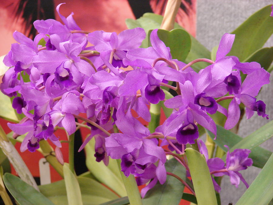  - purple-orchid-renee-cain-rojo