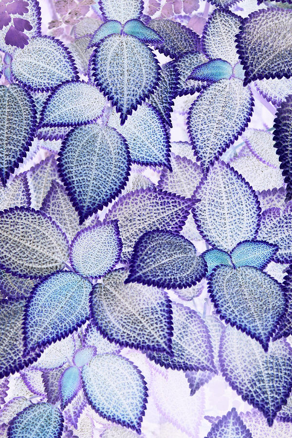 Purple Patterns