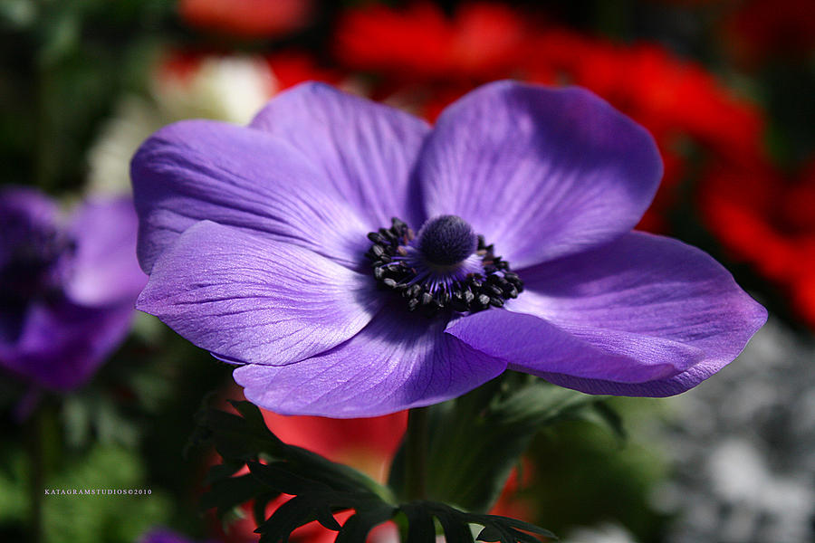 Purple Poppy by KatagramStudios Photography - Purple Poppy Photograph