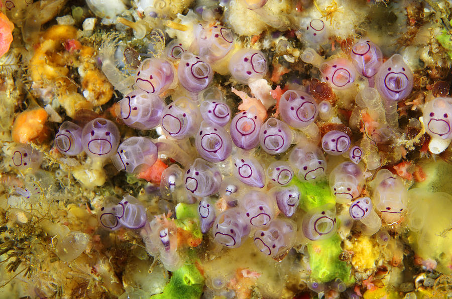 Tunicates images of flowers