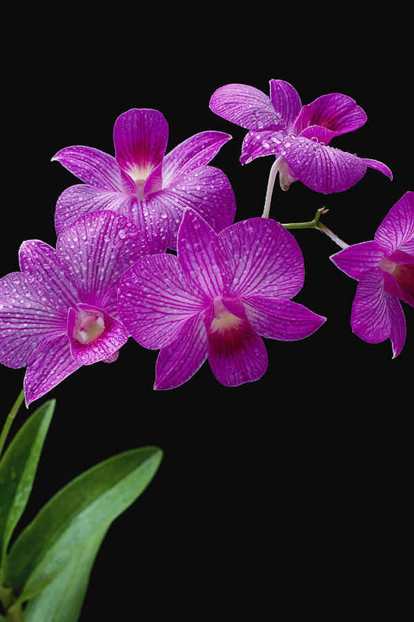 Vanda Orchids Purple