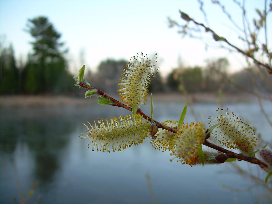 Pussy Willow Flower 114