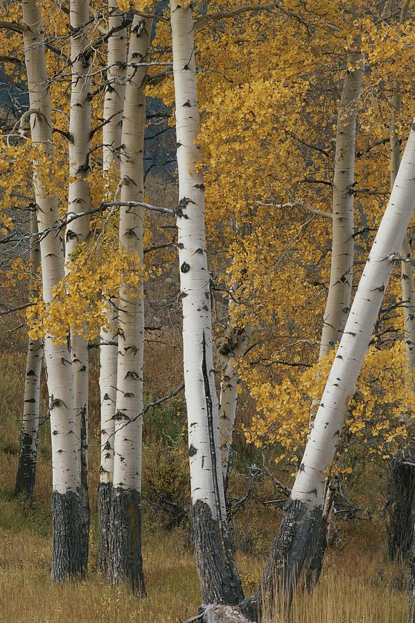 Quaking Aspen Trees In Autumn Photograph by Norbert Rosing